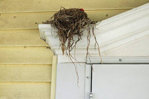 A bird nest on top of a door frame.