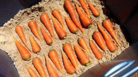 Carrots organized neatly in a bin full of sand.