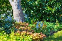 Stop Making These Landscaping Mistakes If You Want A Thriving Garden