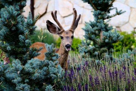 Natural background closeup of young buck among pine trees and lavender in backyard