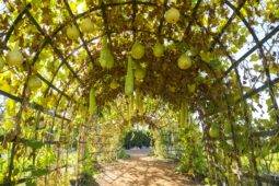 7 Trellis Ideas For A Strong And Supported Garden