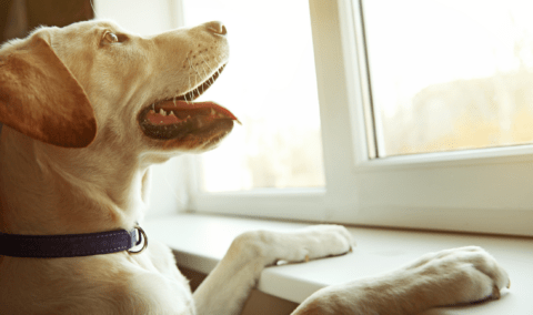 A dog with its front paws on a windowsill so it can look out the window.