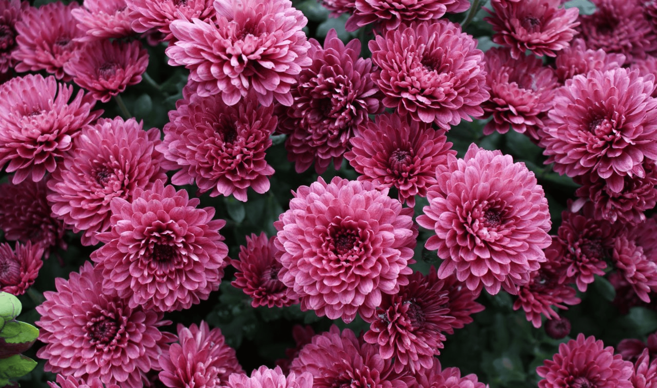 A bushel of chrysanthemums.
