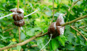 See A Bag Of Dirt Tied To A Tree? This Is What It Means