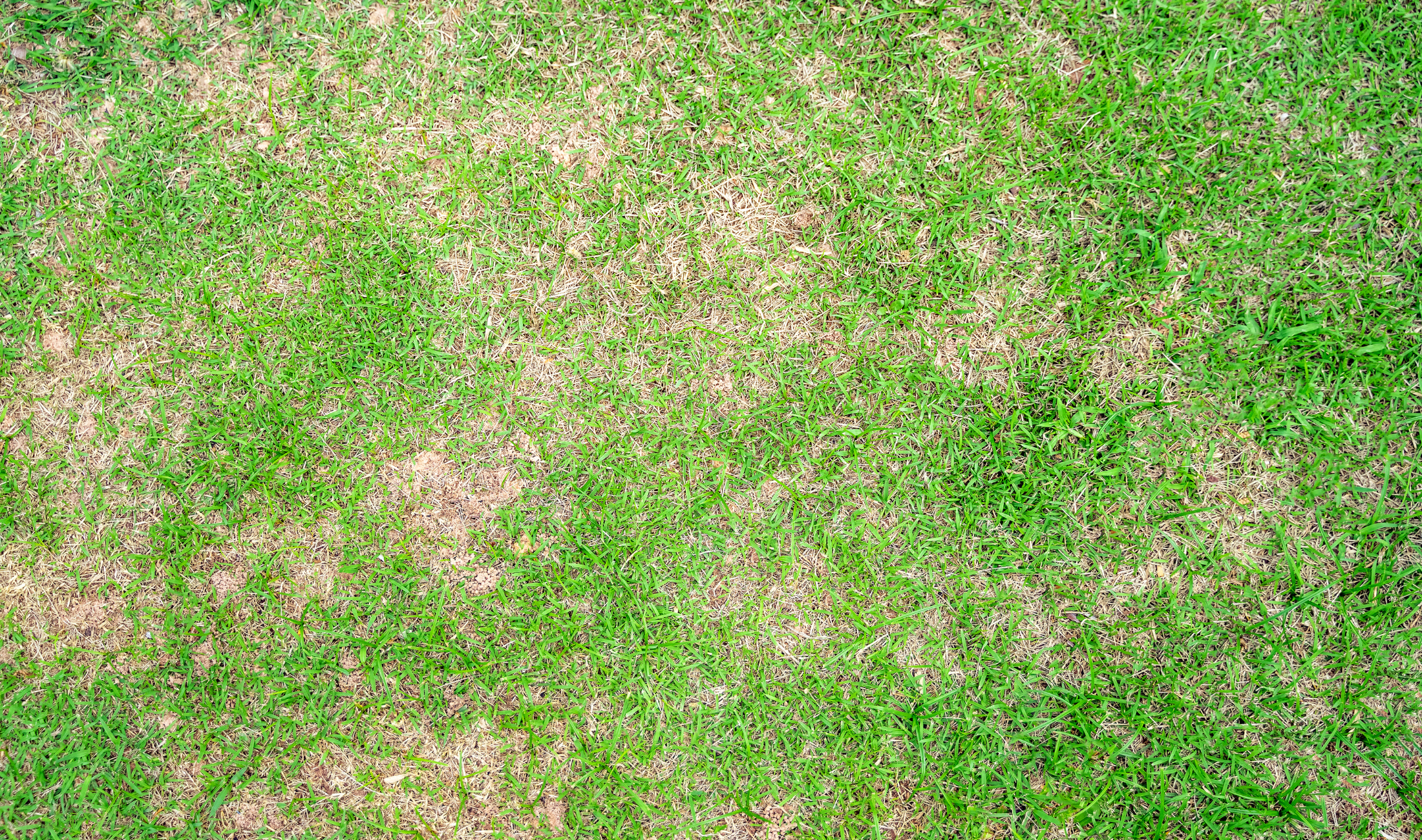 An aerial shot of semi-dried grass.