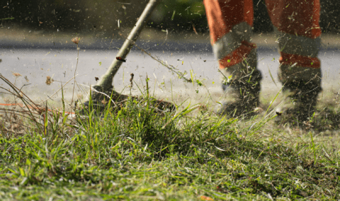 A close photo of someone weedwhacking a lawn.