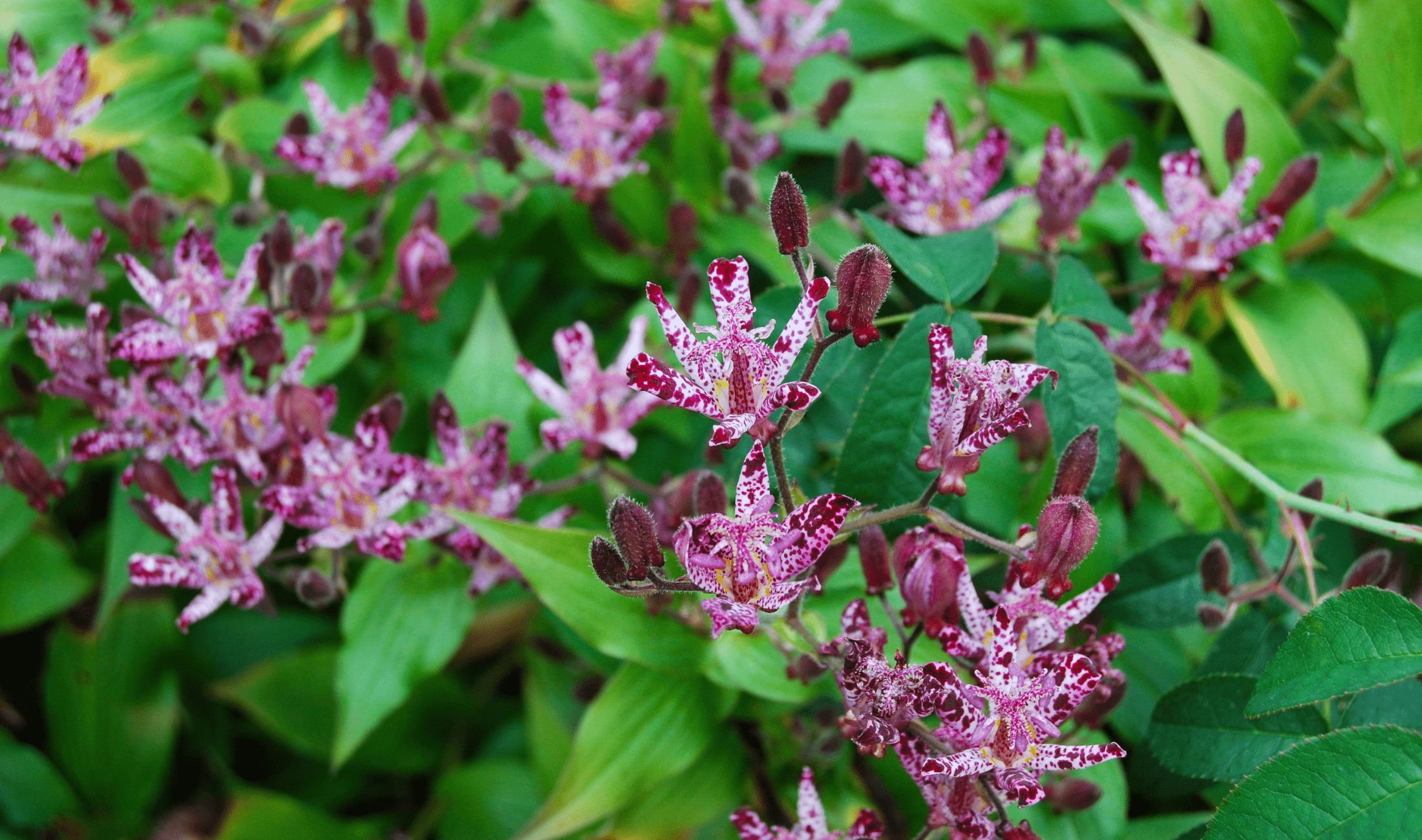 A bushel of Toad Lily plants.