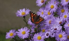 7 Fall Flowers That Can Handle Cooler Weather
