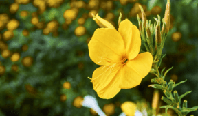 Don’t Grow These 6 Perennials In Your Garden, Horticulturists Warn