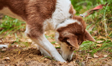 A brown and white husky digging a hole in the ground.