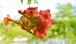 Don’t Grow These 7 Plants Close To Your Home—They’re Destructive