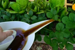 How To Make Compost Tea, A Superfood For Your Garden